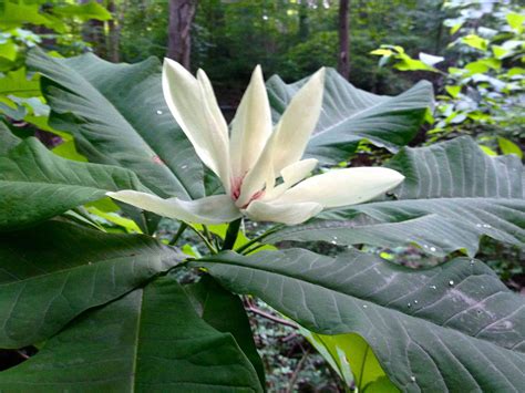12 Species Of Magnolia Trees And Shrubs