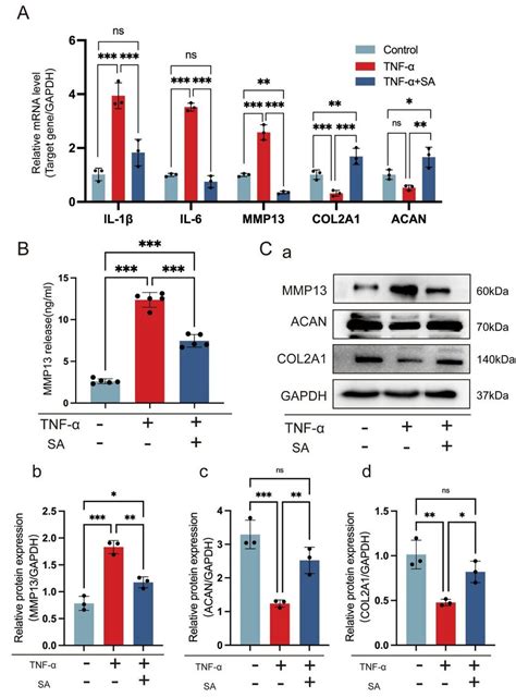 sa inhibits tnf α induced chondrocytes inflammatory factors expression download scientific