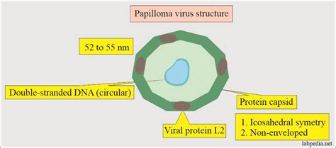 Human Papillomavirus HPV Diagnosis And Treatment Labpedia Net