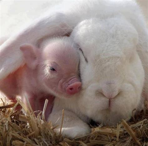 Pink Piglet Snuggles Under White Rabbits Ear Animals And Pets Funny