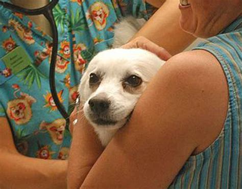 Vaccinations - Animal Healthcare Center at Veterinary Village