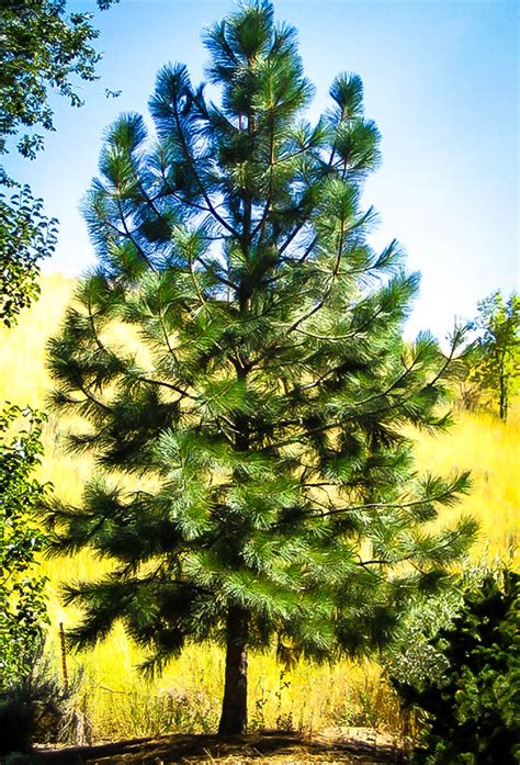 A type of cactus with prickles (= sharp parts like needles), and yellow flowers 2. Ponderosa Pine Trees For Sale Online | The Tree Center
