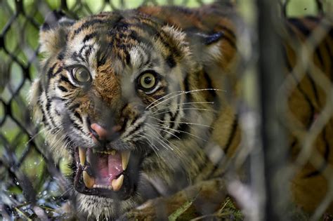 Sumatran Tiger Killed In Suspected Poisoning National The Jakarta Post