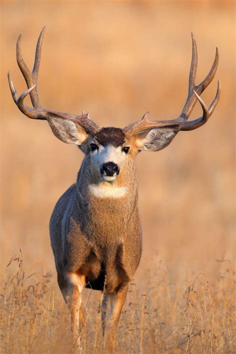 Impressive Buck Male Mule Deer Mule Deer Hunting Whitetail Deer