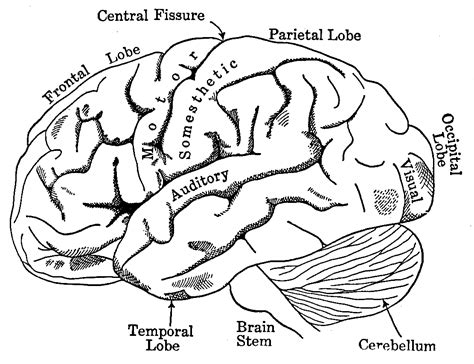 Brain Lobes Coloring Page Marshallteruiz