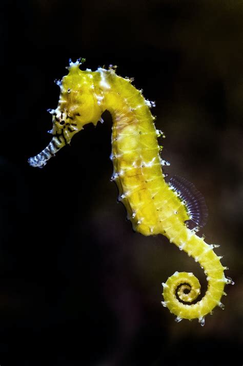Seahorse Pictures Download Free Images On Unsplash