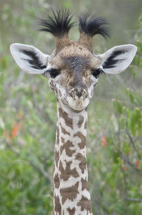 Close Up Of A Baby Giraffe Giraffa Photograph By Animal Images Pixels