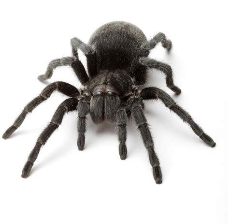 Die größte spinne der welt ist über 30 cm groß! Großes Opfer: Afrikanische Spinne lässt sich von Nichten ...