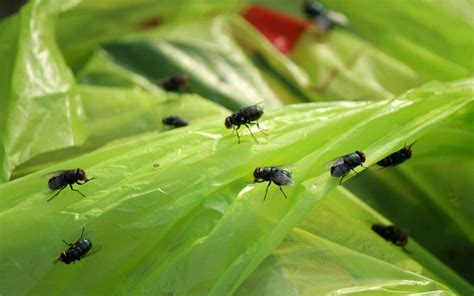 How To Get Rid Of Houseflies Naturally Zameen Blog