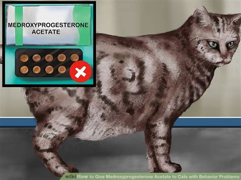 As a cat owner who is responsible for the bad experiences your cat has, you must monitor the condition of your cat to make sure that the vomiting that is occurring because cats as animals with a sensitive stomach and the tireless ability to groom themselves and licking the fur can cause them to throw up. Side Effects Of Prednisone Injection In Cats - Food Ideas