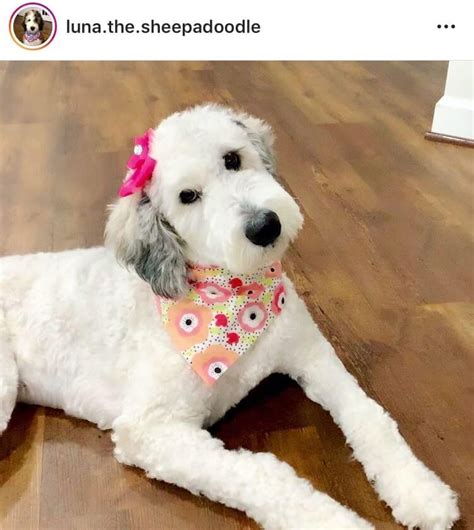 Elke dag worden duizenden nieuwe afbeeldingen van hoge kwaliteit toegevoegd. How to Groom Your Sheepadoodle At Home | Tips for Success