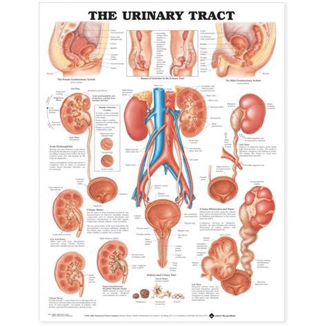 The Urinary Tract Anatomical Chart Medshop Australia
