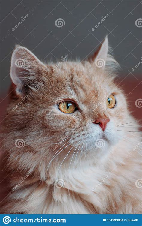 Old Persian Cat Looking Something Stock Photo Image Of American