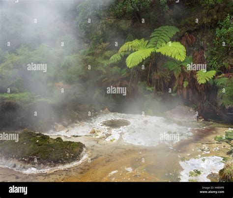 Hot Springs Waimangu Volcanic Valley Rotorua Bay Of Plenty North
