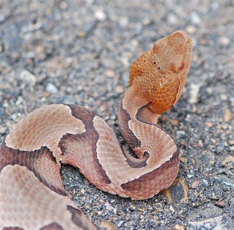 Copperhead Snake With Vertical Slit Eyes