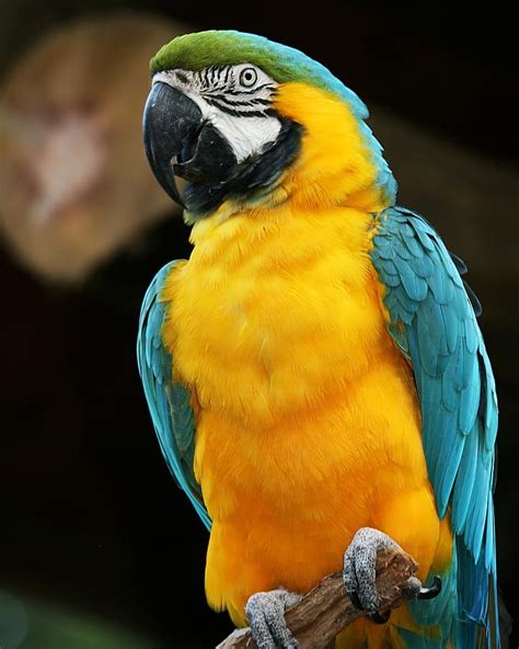 They are popular in aviculture due to their sharp intelligence and striking appearance. Blue and Yellow Macaw Photograph by Regina Williams