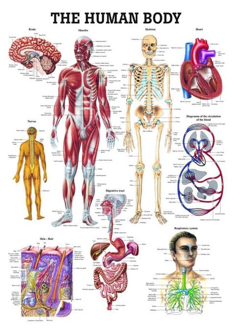 Internal Organs Of The Human Body Laminated Anatomical Chart