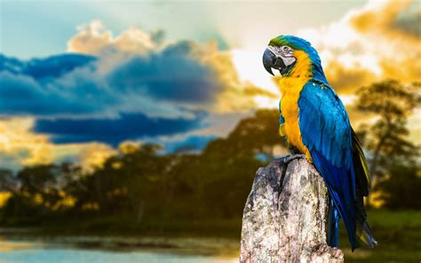 Macaw Parrot Wallpaper 67 Images