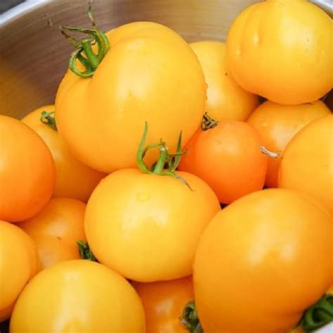 Jual Benih Bibit Biji Tomato Golden Jubilee Tomat Unik Mudah Tumbuh
