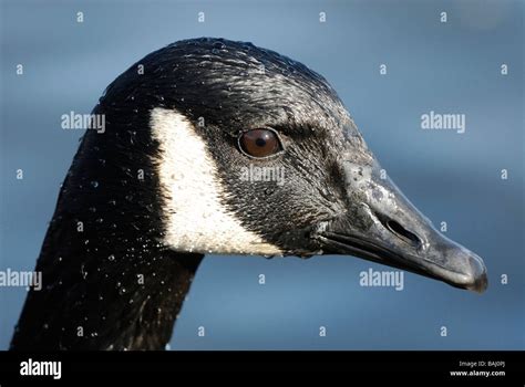 Close Up Of The Head Of A Canada Goose Stock Photo Alamy