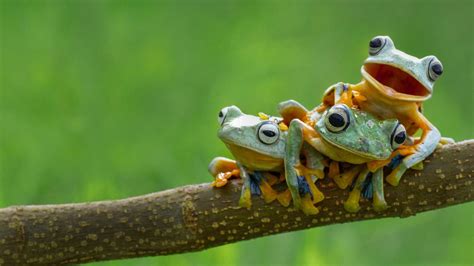 Animals Green Wildlife Frog Amphibian Fauna Vertebrate Macro