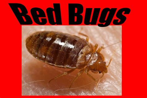 Bed Bug Pest Control Microbee Environmental London Pest Control