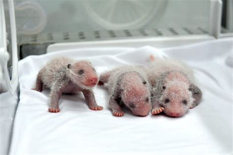Panda Triplets Born In China 2 Week Old Trio Called Extremely Rare