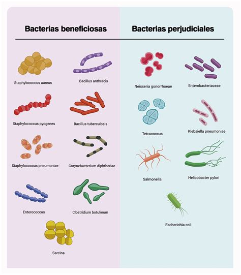 Bacterias Beneficiosas Para La Flora Intestinal Cuerpo Humano Hot Sex