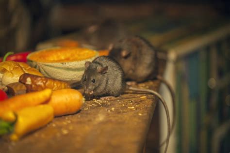 Mouse Vs Rat Behavior A1 Exterminators