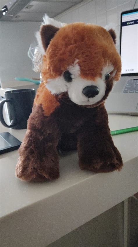 Please Follow Iloveredpandas Adopted A Red Panda On The Red Panda