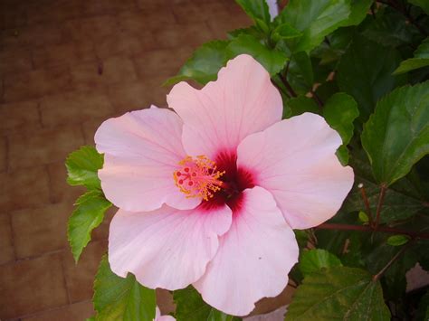 Hibiscus Free Photo Download Freeimages