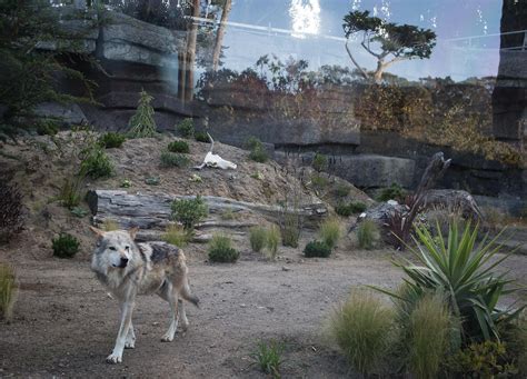 Sf Zoo Helps Bring Mexican Gray Wolves Back From The Brink