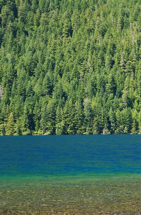 Forest And Lake Stock Photo Image Of Deep Pure Scenic 1284474