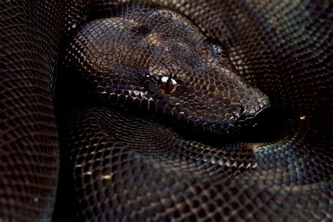 Boa Constrictor Spots