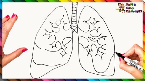 How To Draw The Lungs Step By Step 🫁 Lungs Drawing Easy Youtube