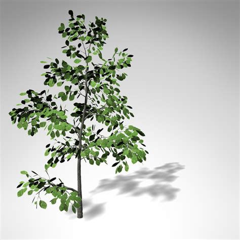 3d Model Xfrogplants European Beech Tree