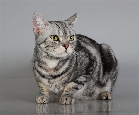 Короткошерстные породы кошек с фотографиями и названиями: Породы кошек ...