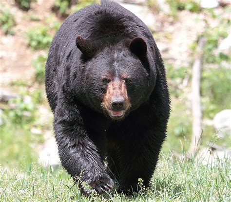 Bear Hunting In Pennsylvania Heres What You Need To Know