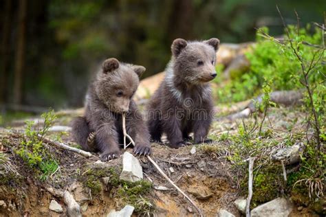 Two Little Brown Bear Cub On The Edge Of The Forest Stock Photo Image