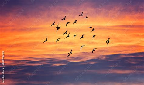Birds Flying Into Sunset Sky Stock Photo Adobe Stock