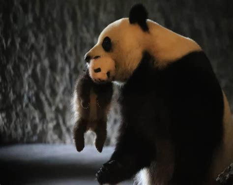 First Glimpse Of Adorable Baby Panda And Mother In Belgium Animal Park