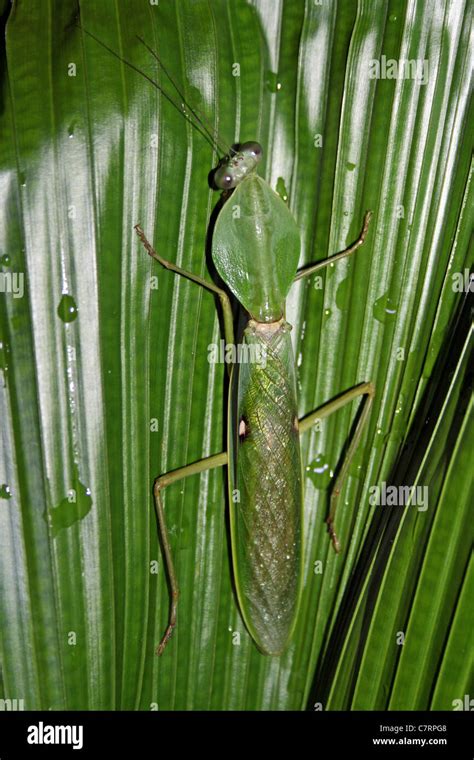 Giant Malaysian Shield Mantis Rhombodera Basalis Camouflaged Against A Fan Palm Leaf Stock Photo