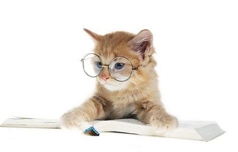 Funny And Cute Animals With Glasses Funny And Cute Animals