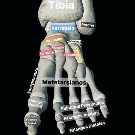 Huesos Del Pie Anatom A Macrosc Pica Fisiolog A Anatomia Y