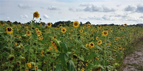 There are stunning sunflower fields all across the united states and around the world. The Prettiest Sunflower Fields to Visit Across the U.S ...