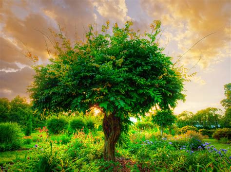 Tree Surrounded By Flowers Kolbe Times