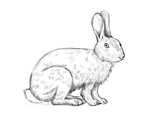 line drawings of rabbits | How to draw a rabbit - Complete the drawing