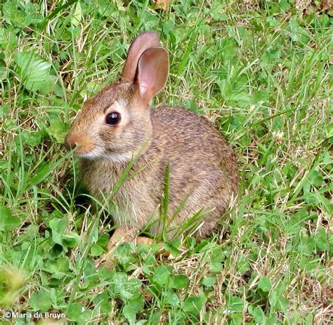 Eastern Cottontail Rabbit Project Noah