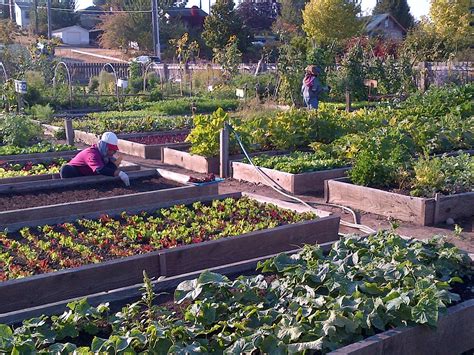 Seattle Setting Example For Community Gardens Nationwide Knkx