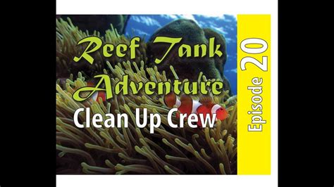 Reef Tank Adventure 20 Clean Up Crew Job Performance Youtube